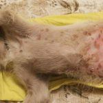 rumänischer Straßenhund wurde kastriert