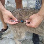 Impfung rumänischer Straßenhunde