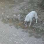 Tierschutz Hund Rumänien Füttterung