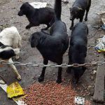 Zigeunerdorf in Rumänien, Fütterung der Straßenhunde