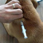Impfung rumänischer Straßenhunde