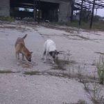 Tierschutz Hund Rumänien Baustelle Füttterung