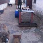 Hunde auf der Farm Rumänien
