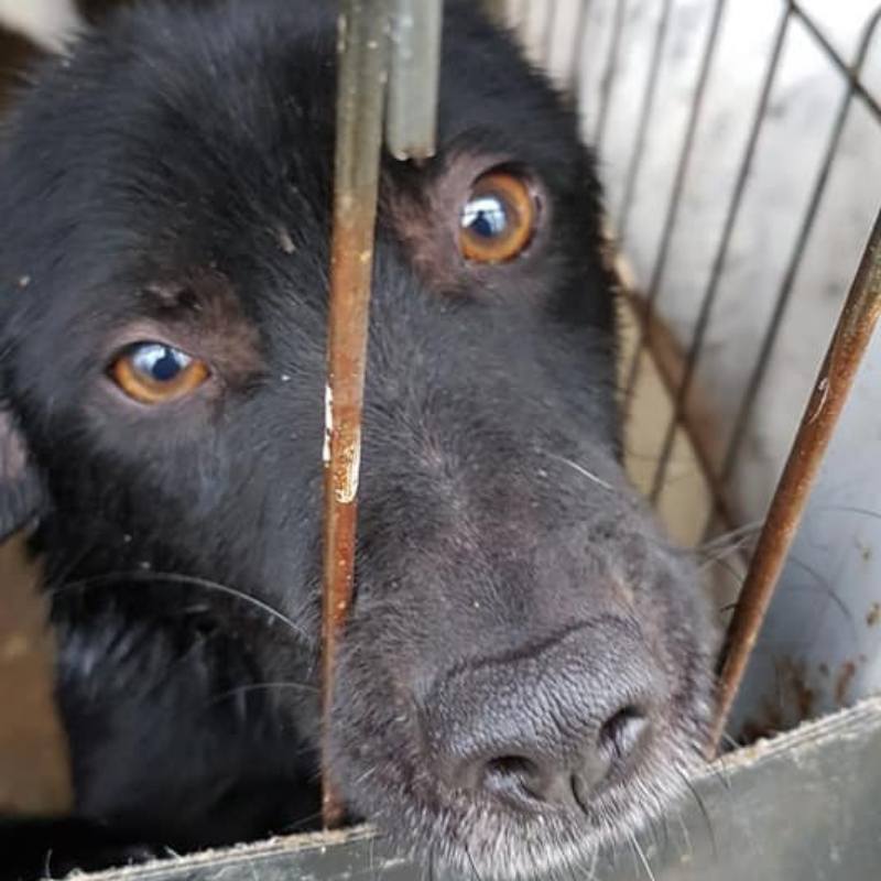Tötung Rumänien Hund Tierschutz
