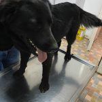 rumänischer Straßenhund beim Tierarzt